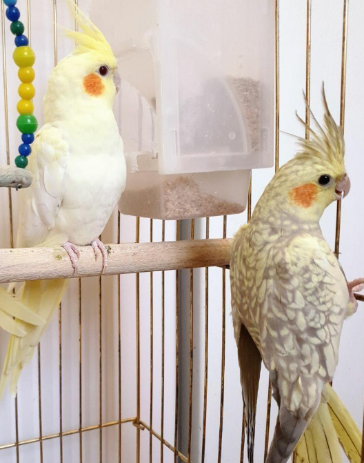 تخم نطفه دار عروس هلندی