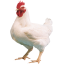 گوشتی