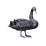 سیاه
