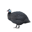 شاخدار