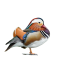 ماندارین