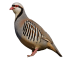 چوکار
