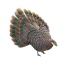 ق طاووسی