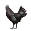 049_b_Ayam_Rooster_02_VF-Adjuste_prev_ui